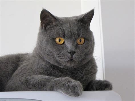 British Shorthair Cat Breed Profile