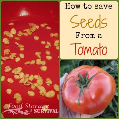 How To Save Seeds From A Tomato Survival