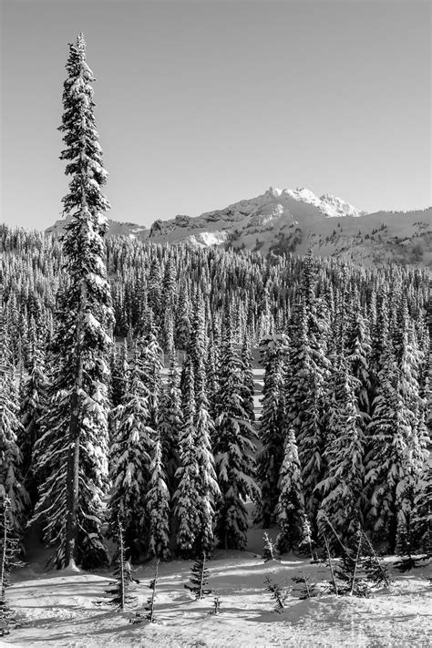 Winter Forest Paradise Mount Rainier Washington 2017