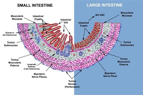 Histology Of Intestine Intestines Anatomy Pathology Study Digestive
