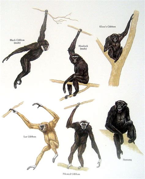 Apes Black Gibbon Hoolock Lar Gibbon Siamang Vintage 1980s