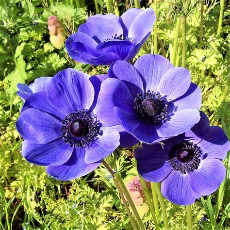 Anemone Blue Poppy Bulbs | Anemone with Black Center | Anemone