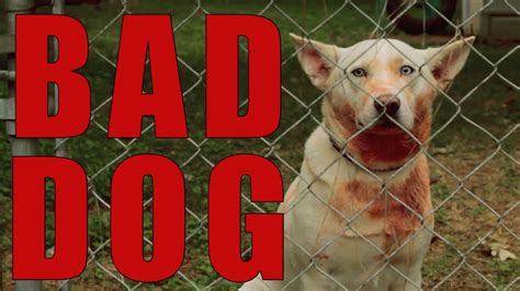 Bad Dog Horror Short Film Youtube