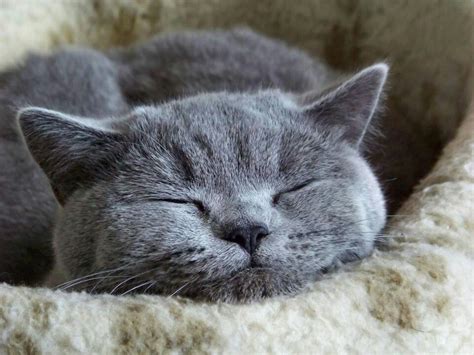 Fine boned and long bodied, the breed boats a. Cute Russian Blue | Cats | Pinterest | Russian blue, Cat ...