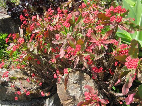 We did not find results for: EXOTIC SHRUBS - The Trees & Flowers of Whangarei.
