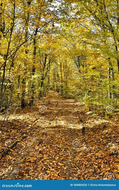 Autumn Forest Road Stock Photo Image Of Magical Colorful 58480428