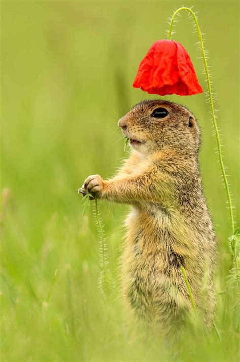 Tag @animals.co or #animalsco to be featured! Les animaux de 2015 | Animaux, Animaux drôles et Animaux ...