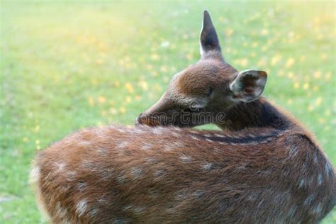 849 Baby Deer Summer Bambi Stock Photos Free And Royalty Free Stock
