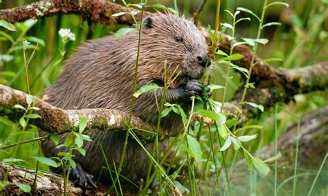 Farmers In England To Be Allowed To Use ‘lethal Force On Beavers Uk
