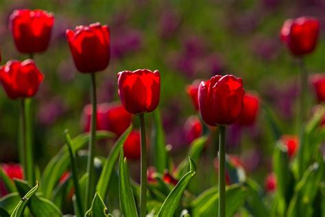 Tulpen Frühling Licht Kostenloses Foto Auf Pixabay Pixabay