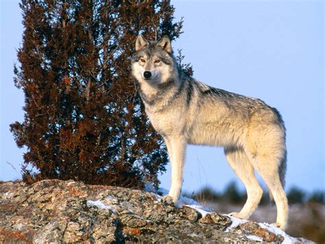 Gray Wolf The Biggest Animals Kingdom