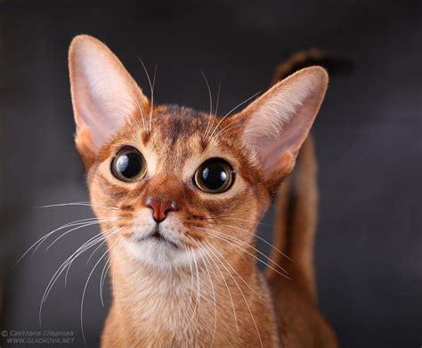 Abyssinian Cat Those Eyes Abyssinian Cats Abyssinian Kittens Cats