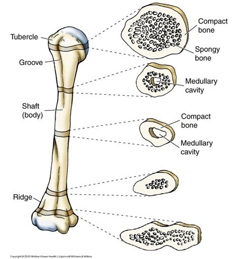 A diagram of the anatomy of a bone, showing the compact bone. KINE 3600 Test 1 - StudyBlue