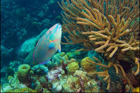 The Mesoamerican Barrier Reef Caribbeans Largest Marine Habitat