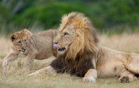 Lion Cubs 12 Interesting Facts Kariega Game Reserve