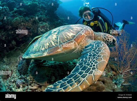 Scuba Diver And Green Sea Turtle Chelonia Mydas Moalboal Cebu