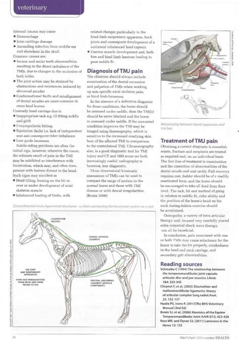 Temporomandibular Joint Disorders And Equine Gait Nixon Equine Vet
