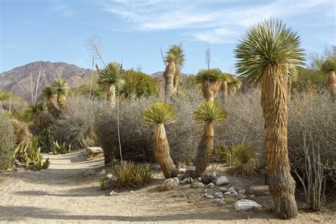 Desert Scene A Scene In The Living Desert In Palm Desert Flickr