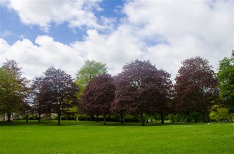 Tree In The Park Free Stock Photo Public Domain Pictures