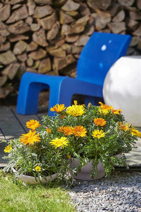 Garden flowers for every month. Colour Festival: April Garden Plants of the Month | Flower ...