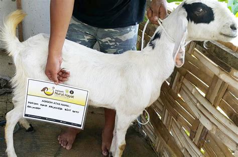 Cara Pemesanan Aqiqah