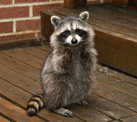Pin By Tracey Suggs Ewing On Funny Stuff Cute Raccoon Pet Raccoon