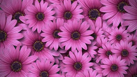 Gerbera Flowers 4k Wallpaper Daisy Flowers Pink Daisies Aesthetic
