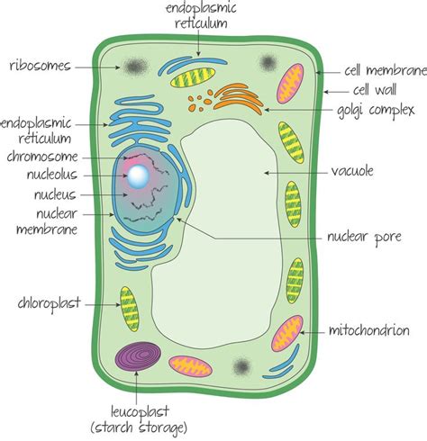 Ultrastructure Of A Eukaryotic Cell A Plant Cell Palisade Mesophyll
