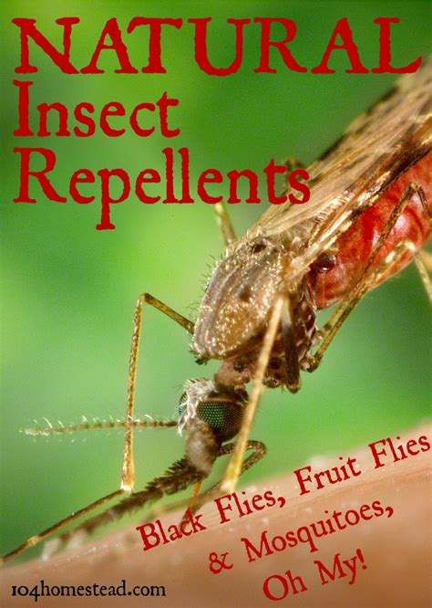 How about no contracts and superior customer service. Natural Insect Repellent: Nontoxic Options for Insect ...