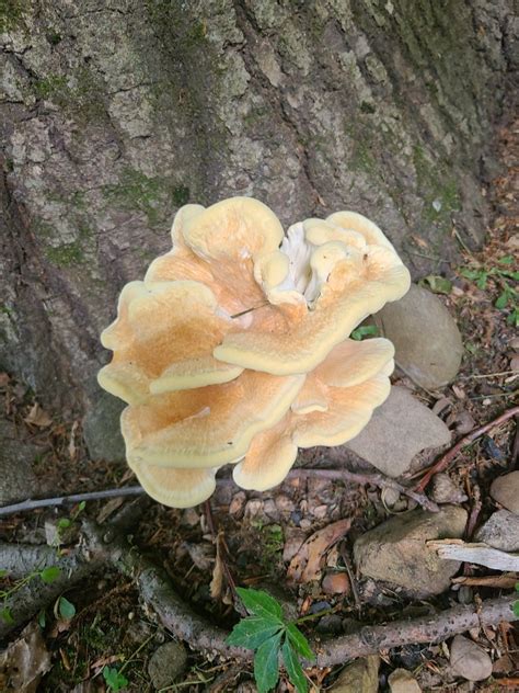 Help Identify Mushroom Identifying Mushrooms Wild