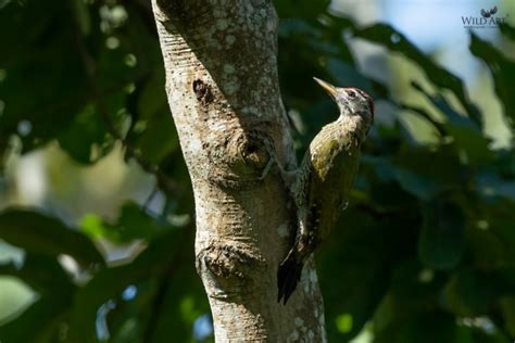 Streak Throated Woodpecker Woodpeckers Woodpeckers Picidae