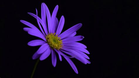 2048x1152 Purple Flower Blossom 2048x1152 Resolution Hd 4k Wallpapers