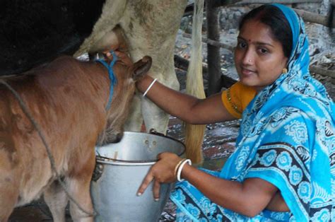 Dairy Wheel Successful Monitoring Tool For Dairy Farming In Bangladesh