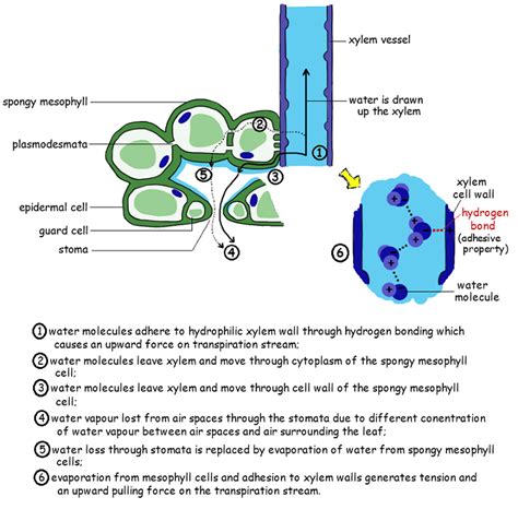 Water Transport In Plants The Transpiration Cohesion Tension Mechanism