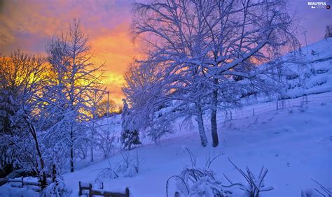 Trees Viewes Winter Snowy Great Sunsets Beautiful Views