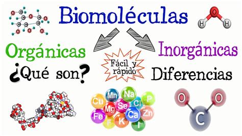 Las Biomoleculas Y Sus Clases Lessons Blendspace