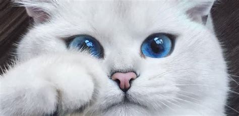 اجمل الصور للقطط في العالم صور قطط جميلة قصة شوق