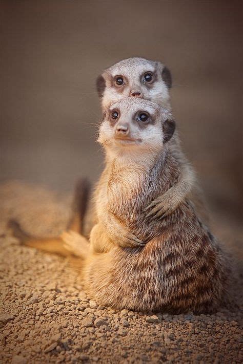 900 Meerkats Make Me Smile Ideas In 2021 Meerkat Cute Animals