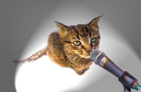 Kitten With Microphone Stock Photo Image 37726470