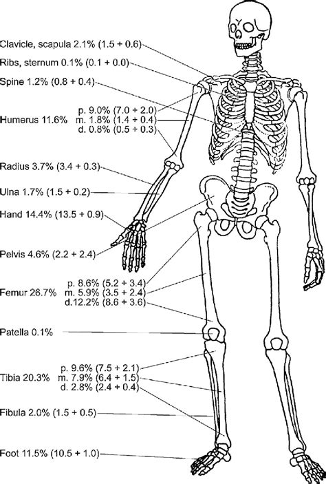 The Distribution Of Musculoskeletal Tumors According To Localization