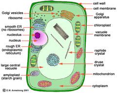 Here are the animal cell definition, organelles and functions. Cell Organelles and Function with Labels Flashcards | Quizlet