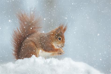 .schneemannbild schneemannbilder tiere tiere wallpaper. Winterbilder Tiere Als Hintergrundbild - Red Spring ...