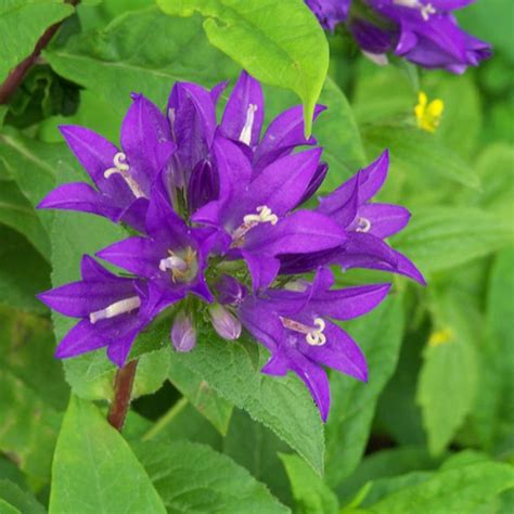 Buy Clustered Bellflower Campanula Glomerata Superba