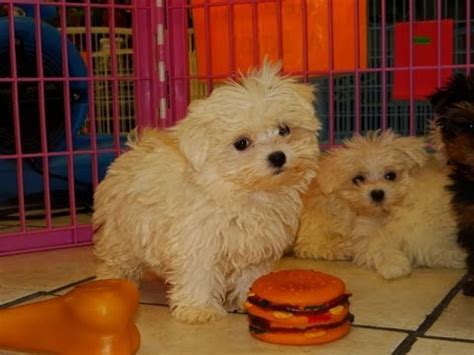 I have 6 pure gorgeous maltese puppies they are 6 weeks now. Not, PuppyFind, Craigslist, Oodle, Kijiji, Hoobly, eBay ...