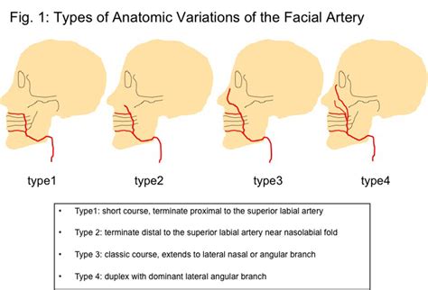 Aaps Evaluation Of Facial Artery With Ct Angiography Using 64 Slice Mdct Implications For