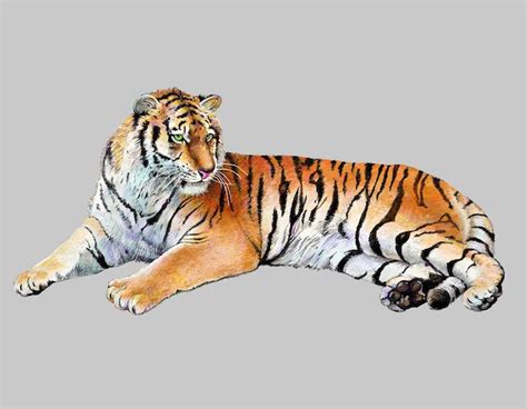 Dessin D Une Illustration R Aliste Du Tigre Vecteur Premium