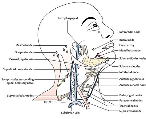 Diagram In Pictures Database Lymph Nodes Lymphatic System Diagram