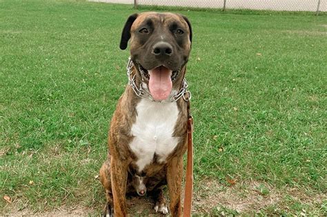 Boxer Mastiff Mix The Ultimate Guide 2023 Myk9life