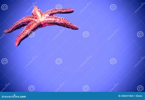 Isolated Pisaster Ochraceus On Blue Textured Background Generally