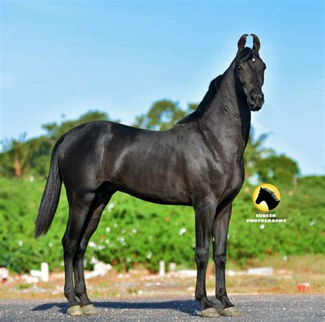 Black Colt Black Stallion Horse Breeds Horse Lover Horses Animals